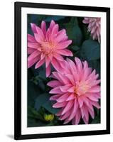 Dahlia Detail, Bellevue Botanical Garden, Washington, USA-null-Framed Photographic Print