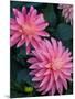 Dahlia Detail, Bellevue Botanical Garden, Washington, USA-null-Mounted Photographic Print