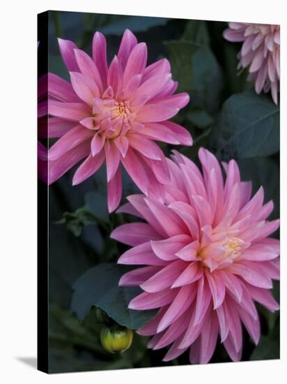 Dahlia Detail in the Bellevue Botanical Garden, Bellevue, Washington, USA-Jamie & Judy Wild-Stretched Canvas