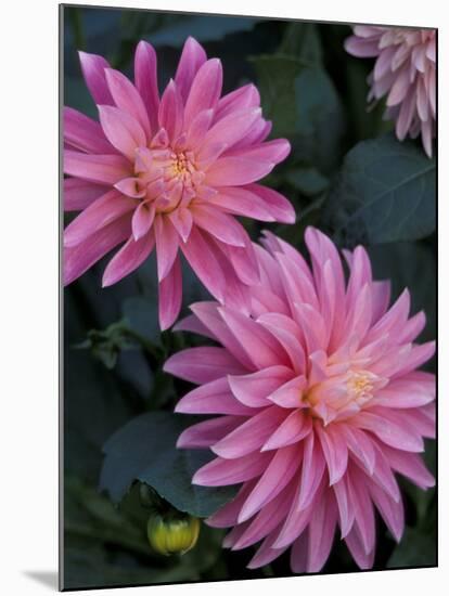 Dahlia Detail in the Bellevue Botanical Garden, Bellevue, Washington, USA-Jamie & Judy Wild-Mounted Premium Photographic Print