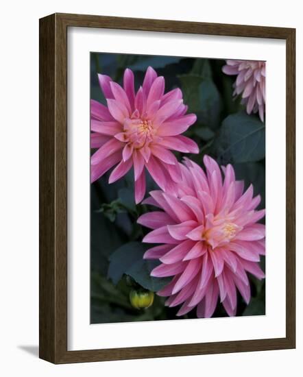 Dahlia Detail in the Bellevue Botanical Garden, Bellevue, Washington, USA-Jamie & Judy Wild-Framed Photographic Print