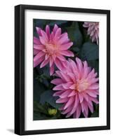 Dahlia Detail in the Bellevue Botanical Garden, Bellevue, Washington, USA-Jamie & Judy Wild-Framed Photographic Print