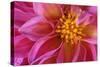 Dahlia Detail of a Pink Coloured Blossom-null-Stretched Canvas