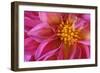 Dahlia Detail of a Pink Coloured Blossom-null-Framed Photographic Print