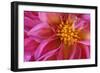Dahlia Detail of a Pink Coloured Blossom-null-Framed Photographic Print