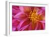 Dahlia Detail of a Pink Coloured Blossom-null-Framed Photographic Print