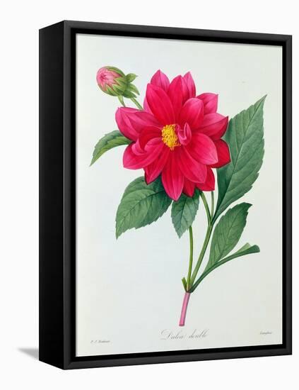 Dahlia Double (Coloured Engraving)-Pierre-Joseph Redouté-Framed Stretched Canvas