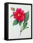 Dahlia Double (Coloured Engraving)-Pierre-Joseph Redouté-Framed Stretched Canvas