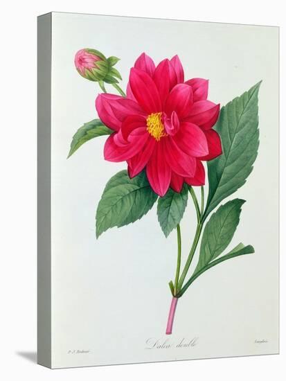 Dahlia Double (Coloured Engraving)-Pierre-Joseph Redouté-Stretched Canvas