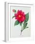 Dahlia Double (Coloured Engraving)-Pierre-Joseph Redouté-Framed Giclee Print