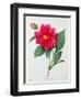 Dahlia Double (Coloured Engraving)-Pierre-Joseph Redouté-Framed Giclee Print