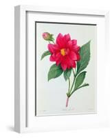 Dahlia Double (Coloured Engraving)-Pierre-Joseph Redouté-Framed Giclee Print