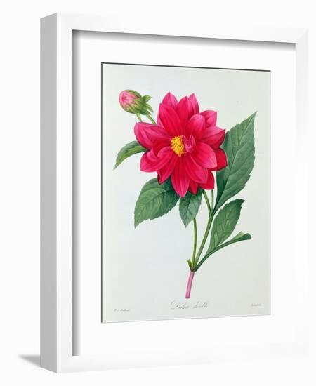 Dahlia Double (Coloured Engraving)-Pierre-Joseph Redouté-Framed Giclee Print