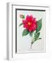 Dahlia Double (Coloured Engraving)-Pierre-Joseph Redouté-Framed Giclee Print