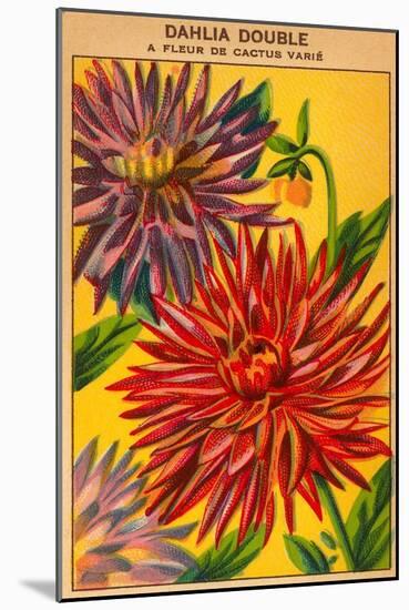 Dahlia Double Seed Packet-null-Mounted Art Print