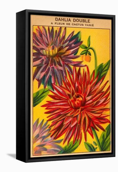 Dahlia Double Seed Packet-null-Framed Stretched Canvas