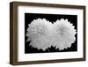 Dahlia Dramaticus, 2008-Hiroyuki Arakawa-Framed Photographic Print