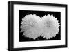 Dahlia Dramaticus, 2008-Hiroyuki Arakawa-Framed Photographic Print