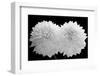 Dahlia Dramaticus, 2008-Hiroyuki Arakawa-Framed Photographic Print