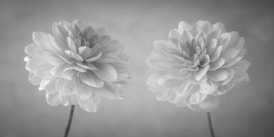 NEW* Daisy Duet Photographic Print