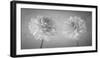 Dahlia Duet-Assaf Frank-Framed Giclee Print