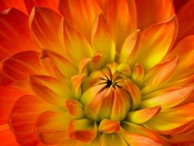 Dahlia Flower with Pedals Radiating Outward, Sammamish, Washington, USA-Darrell Gulin-Stretched Canvas