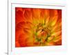 Dahlia Flower with Pedals Radiating Outward, Sammamish, Washington, USA-Darrell Gulin-Framed Photographic Print