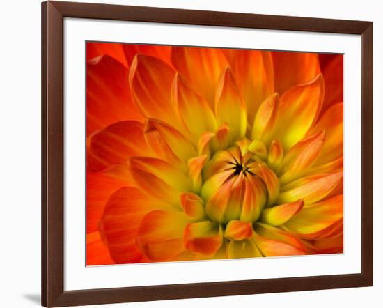 Dahlia Flower with Pedals Radiating Outward, Sammamish, Washington, USA-Darrell Gulin-Framed Photographic Print