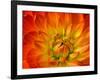 Dahlia Flower with Pedals Radiating Outward, Sammamish, Washington, USA-Darrell Gulin-Framed Photographic Print