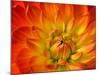 Dahlia Flower with Pedals Radiating Outward, Sammamish, Washington, USA-Darrell Gulin-Mounted Photographic Print