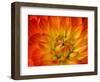Dahlia Flower with Pedals Radiating Outward, Sammamish, Washington, USA-Darrell Gulin-Framed Photographic Print