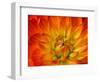 Dahlia Flower with Pedals Radiating Outward, Sammamish, Washington, USA-Darrell Gulin-Framed Photographic Print