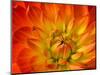 Dahlia Flower with Pedals Radiating Outward, Sammamish, Washington, USA-Darrell Gulin-Mounted Photographic Print