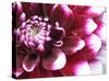 Dahlia Flower with Petals Radiating Outward, Sammamish, Washington, USA-Darrell Gulin-Stretched Canvas