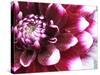 Dahlia Flower with Petals Radiating Outward, Sammamish, Washington, USA-Darrell Gulin-Stretched Canvas