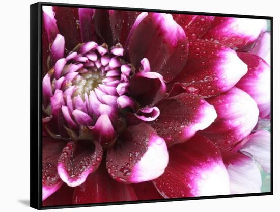 Dahlia Flower with Petals Radiating Outward, Sammamish, Washington, USA-Darrell Gulin-Framed Stretched Canvas