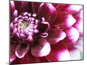 Dahlia Flower with Petals Radiating Outward, Sammamish, Washington, USA-Darrell Gulin-Mounted Premium Photographic Print