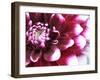 Dahlia Flower with Petals Radiating Outward, Sammamish, Washington, USA-Darrell Gulin-Framed Photographic Print