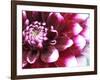 Dahlia Flower with Petals Radiating Outward, Sammamish, Washington, USA-Darrell Gulin-Framed Photographic Print