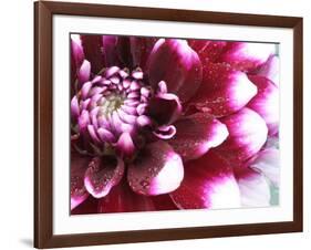 Dahlia Flower with Petals Radiating Outward, Sammamish, Washington, USA-Darrell Gulin-Framed Photographic Print