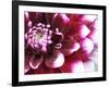 Dahlia Flower with Petals Radiating Outward, Sammamish, Washington, USA-Darrell Gulin-Framed Photographic Print