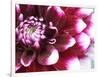 Dahlia Flower with Petals Radiating Outward, Sammamish, Washington, USA-Darrell Gulin-Framed Photographic Print
