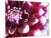 Dahlia Flower with Petals Radiating Outward, Sammamish, Washington, USA-Darrell Gulin-Mounted Photographic Print