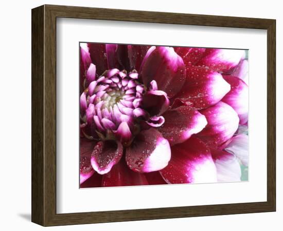 Dahlia Flower with Petals Radiating Outward, Sammamish, Washington, USA-Darrell Gulin-Framed Photographic Print