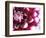 Dahlia Flower with Petals Radiating Outward, Sammamish, Washington, USA-Darrell Gulin-Framed Photographic Print