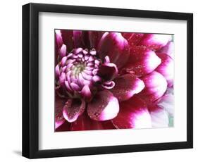 Dahlia Flower with Petals Radiating Outward, Sammamish, Washington, USA-Darrell Gulin-Framed Photographic Print