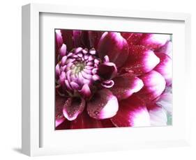 Dahlia Flower with Petals Radiating Outward, Sammamish, Washington, USA-Darrell Gulin-Framed Photographic Print