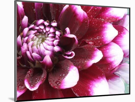 Dahlia Flower with Petals Radiating Outward, Sammamish, Washington, USA-Darrell Gulin-Mounted Photographic Print