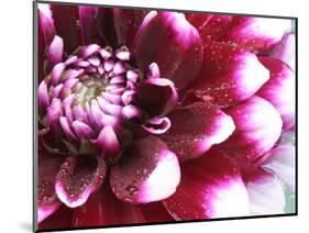 Dahlia Flower with Petals Radiating Outward, Sammamish, Washington, USA-Darrell Gulin-Mounted Photographic Print