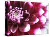 Dahlia Flower with Petals Radiating Outward, Sammamish, Washington, USA-Darrell Gulin-Stretched Canvas